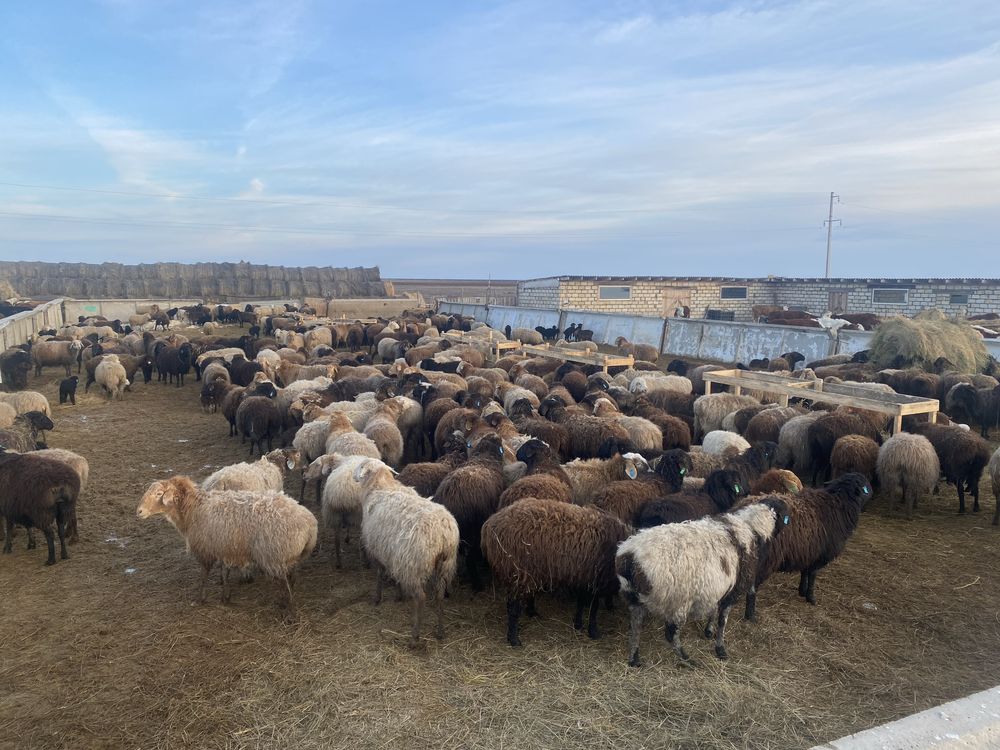 Продам действующее КХ на пролетарке. ЗКО Аксай.