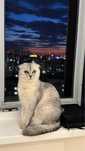 Бесплатно Скотиш Фолд, вислоушка 1годик