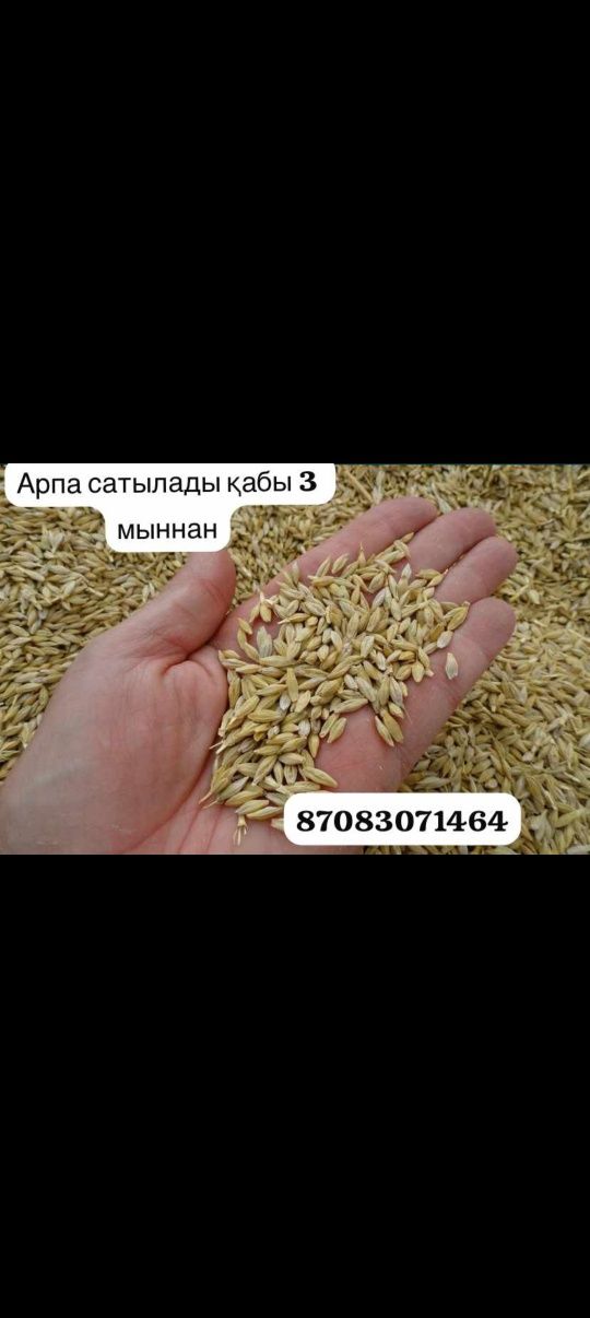 Сухие чистый ячмень