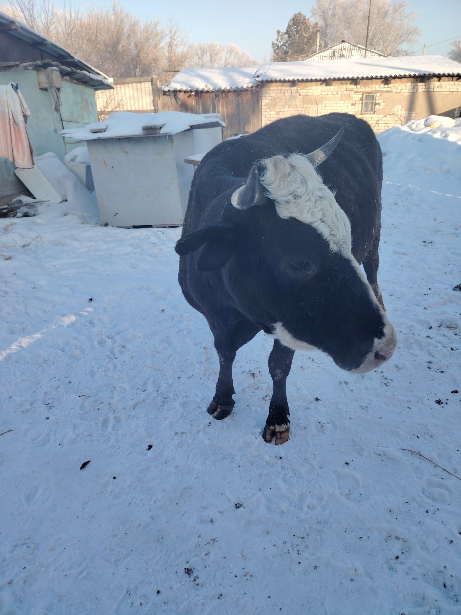 Продам дойную корову