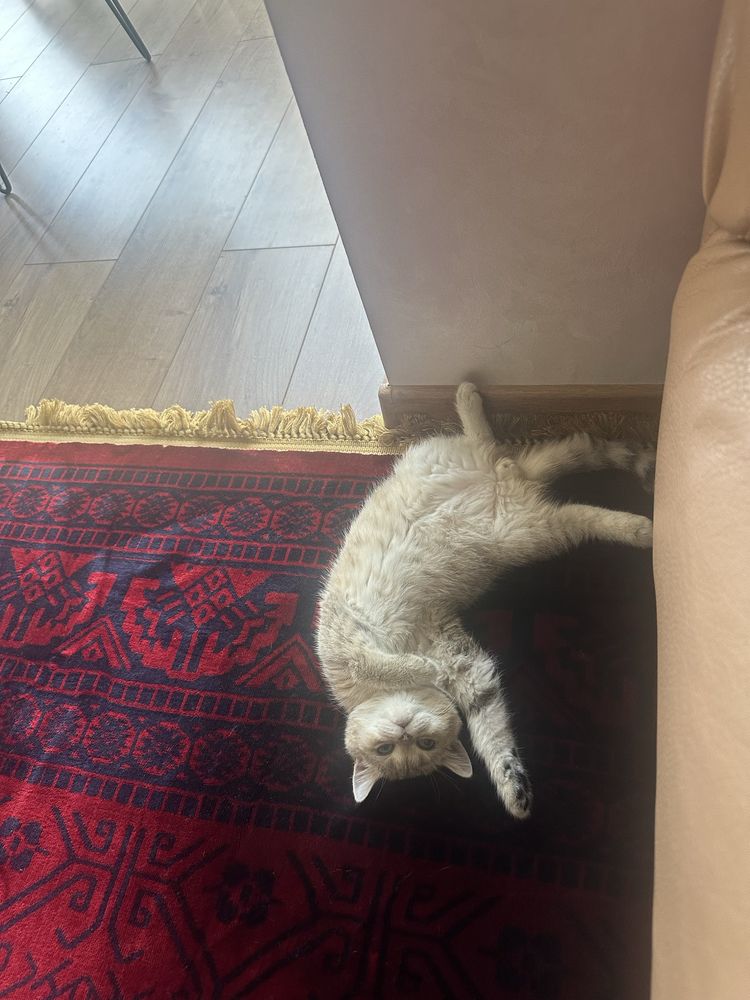 Котик Шиншилла Мальчик