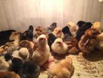 Продам цеплята несушки