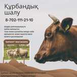 Курбан шалу тапсырыс.