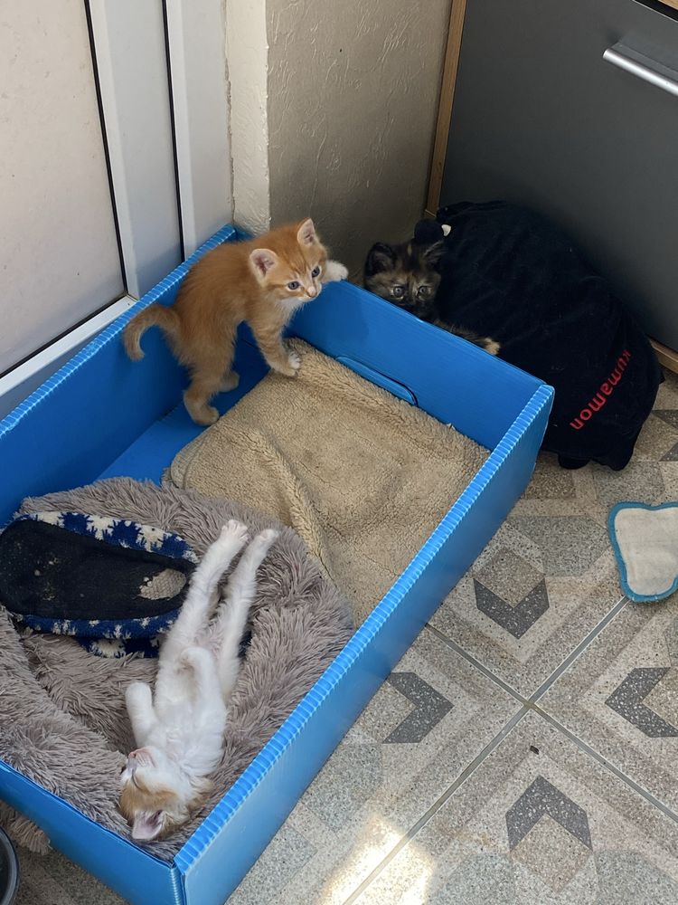 Котята отдам в хорошие руки