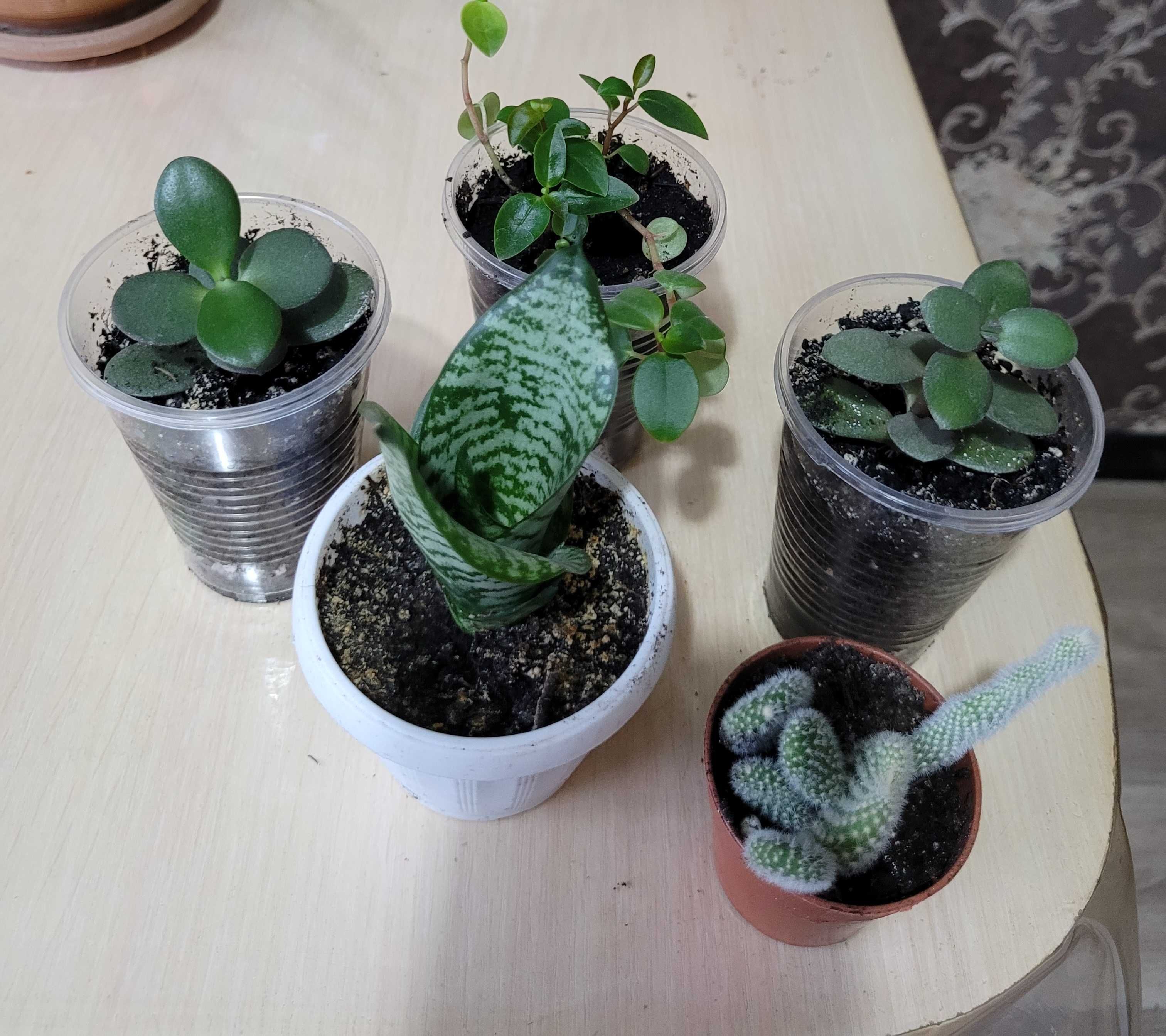 Продам каланхое,денежное дерево, молочай,колеус
