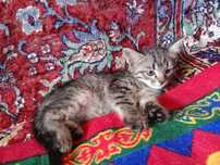 Котёнок 1,5 месяцев