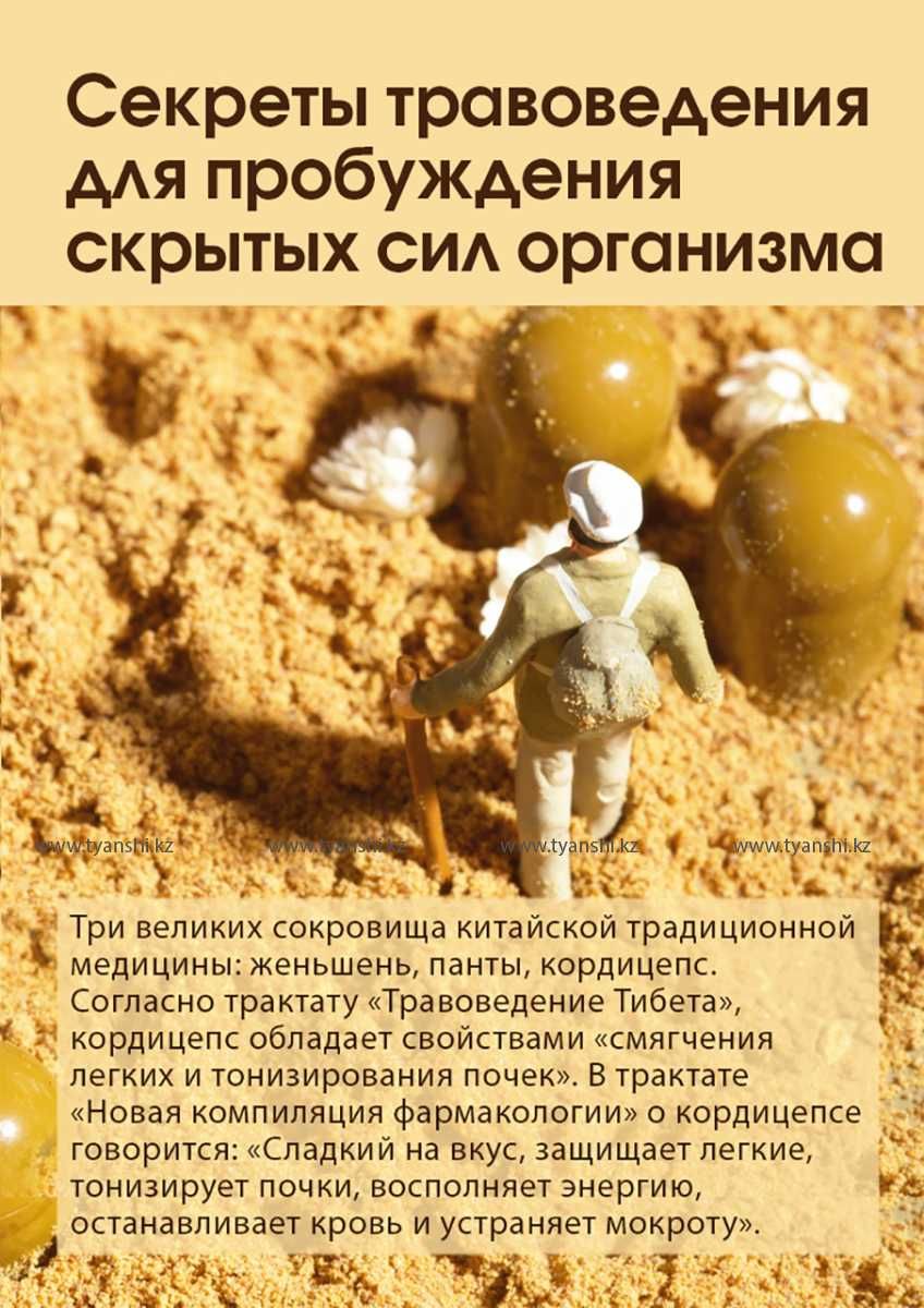 Капсулы «Тяньши» с мицелием кордицепса, природный антибиотик.