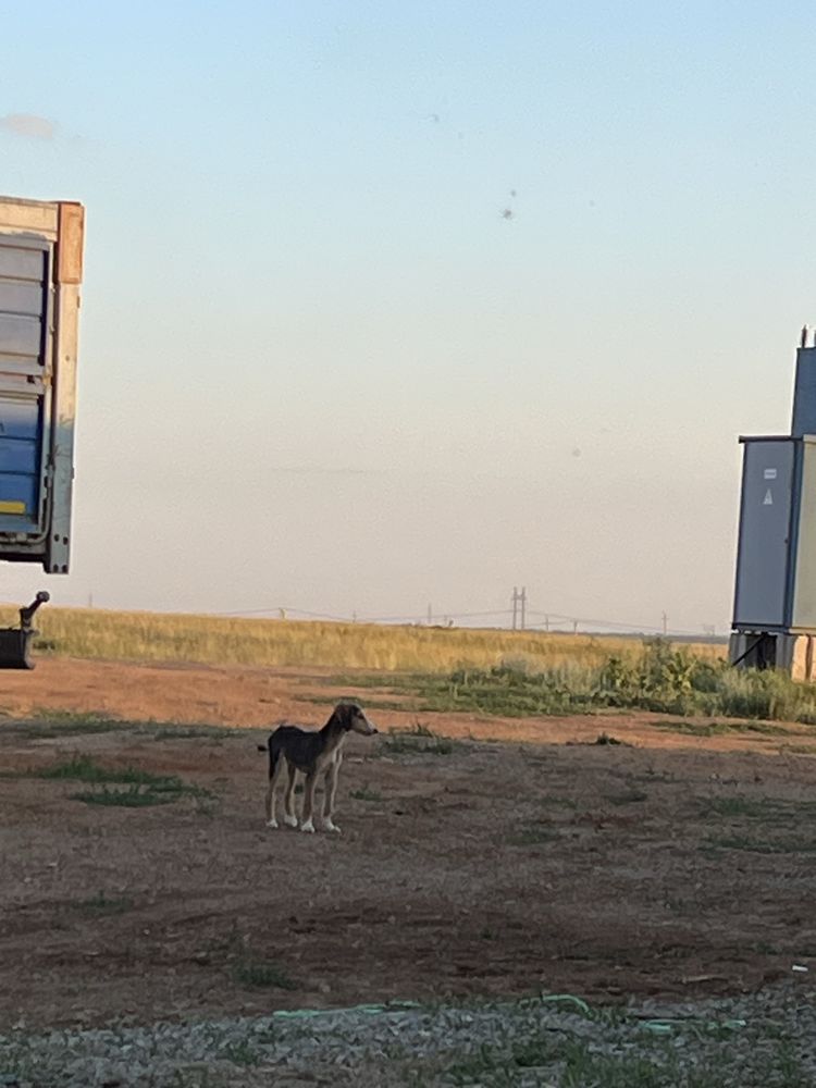 2 айлық таза қанды күшік сатылады