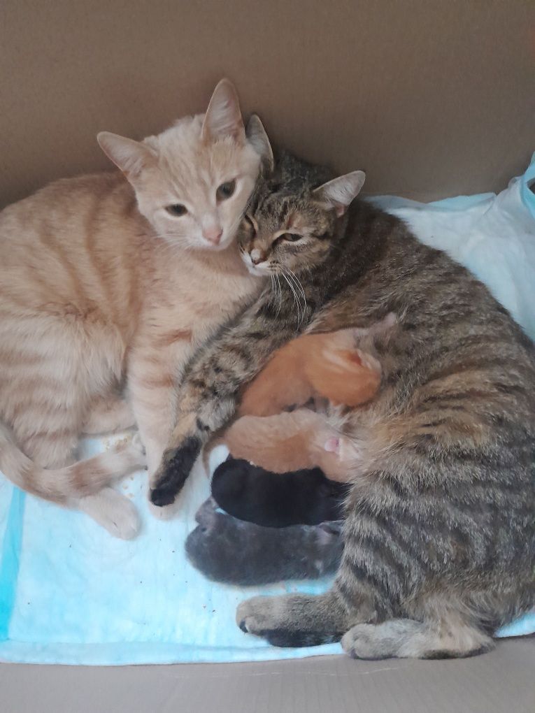Отдам котят в добрые руки.