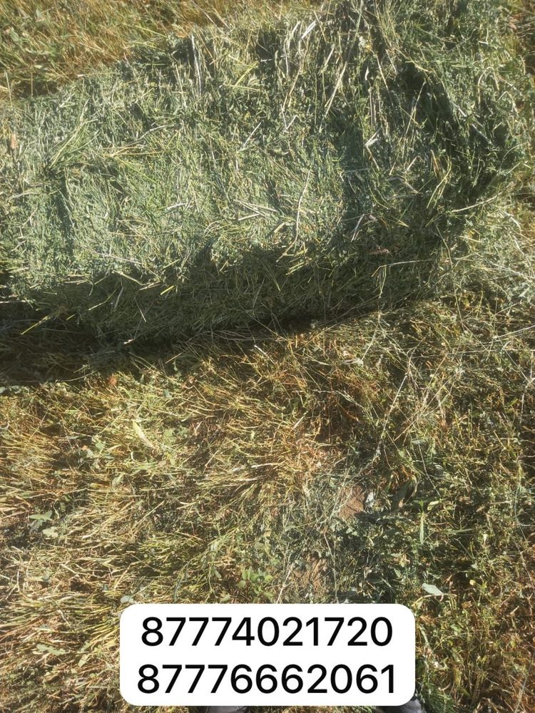 Жоңышқа. Арам шөбі жоқ Полядан алып кетесіз 1300 тг
