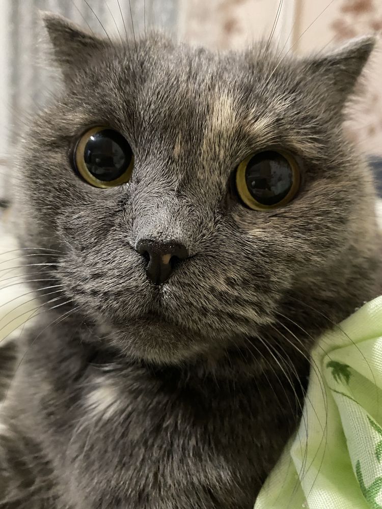 Кошка в долрые руки