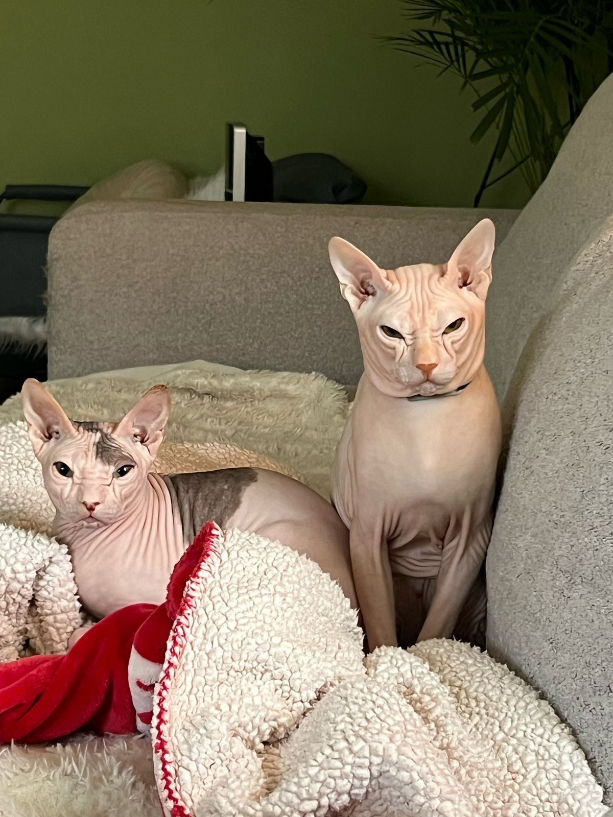 Шикарный котик для вязки