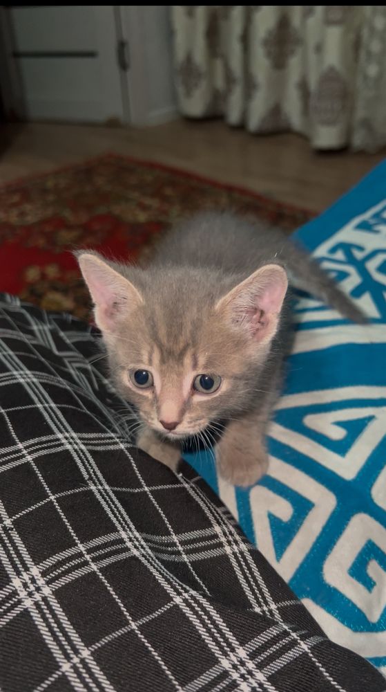 Отдаю котёнка даром!