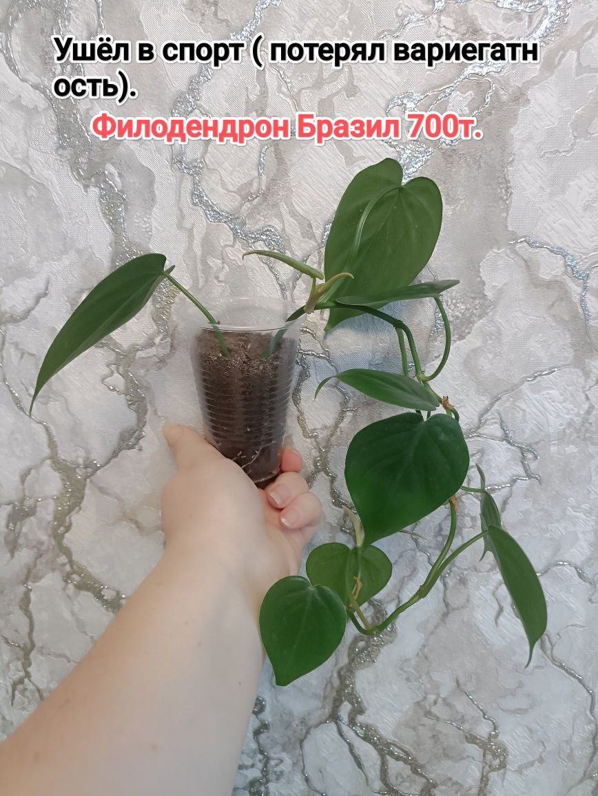 Эпифиллум розовый и др