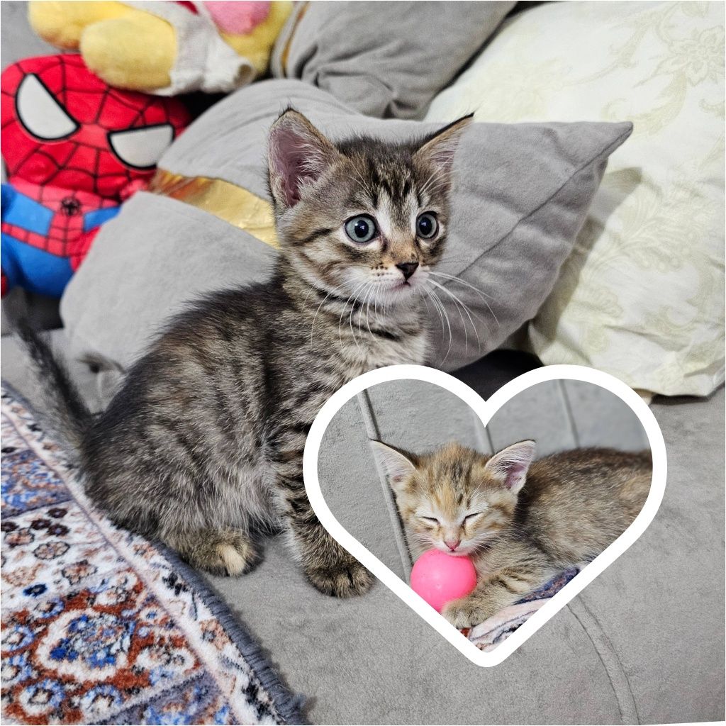 Отдам котят в добрые руки Девочки!