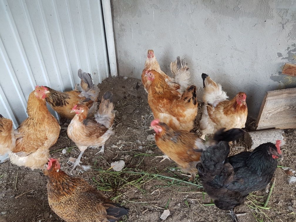 Продам кур домашних