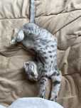котенок шотландская