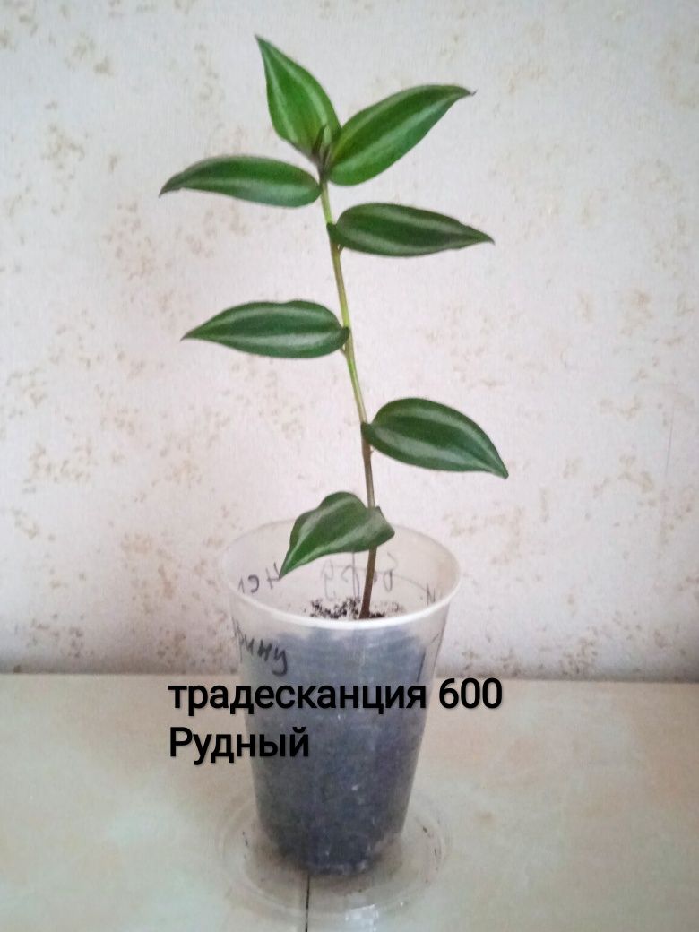 Продам комнатные цветы