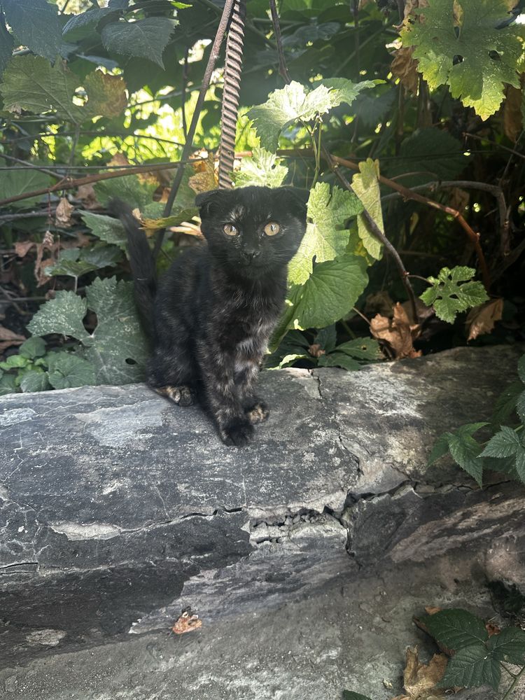 Котята вислоухие бесплатно