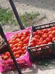 Продам домашний помидор