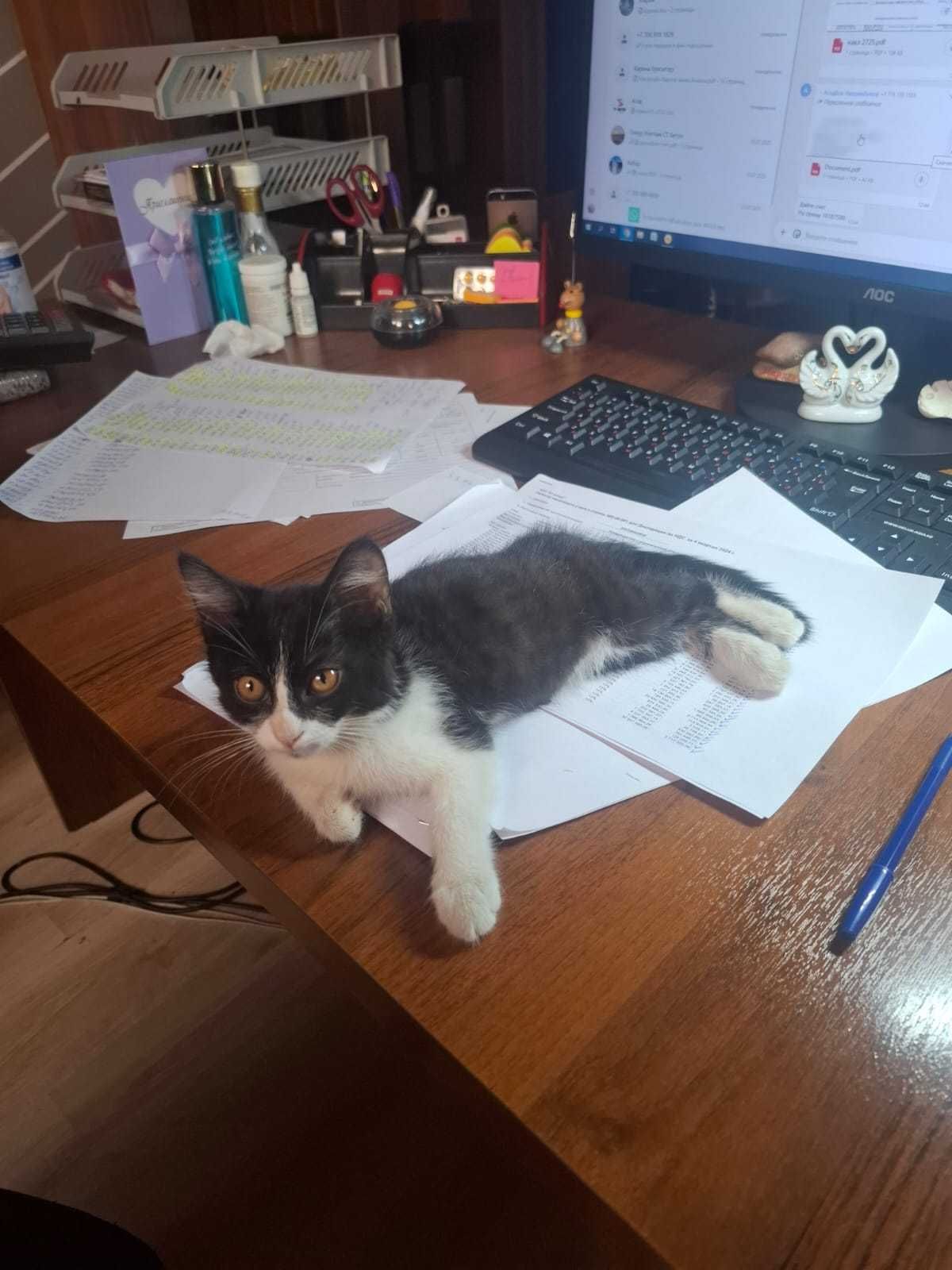 Бесплатно лапочка девочка котеночек