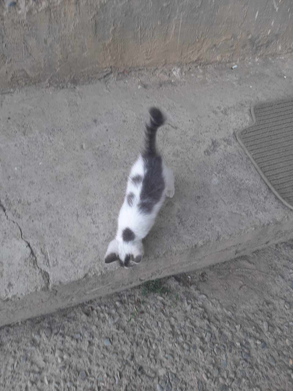 Продам кота красивый
