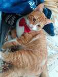 Отдаю рыжего кота