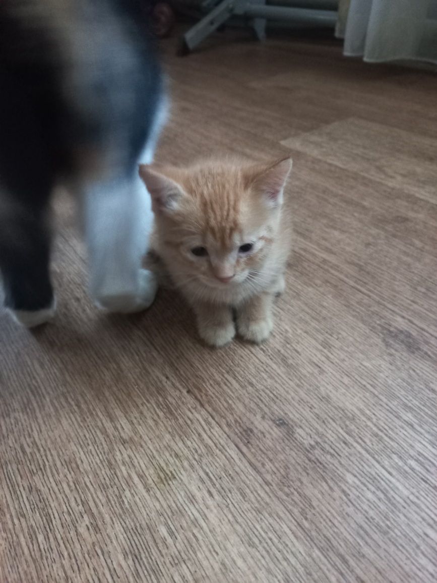 Отдам котят 1.5 месяца