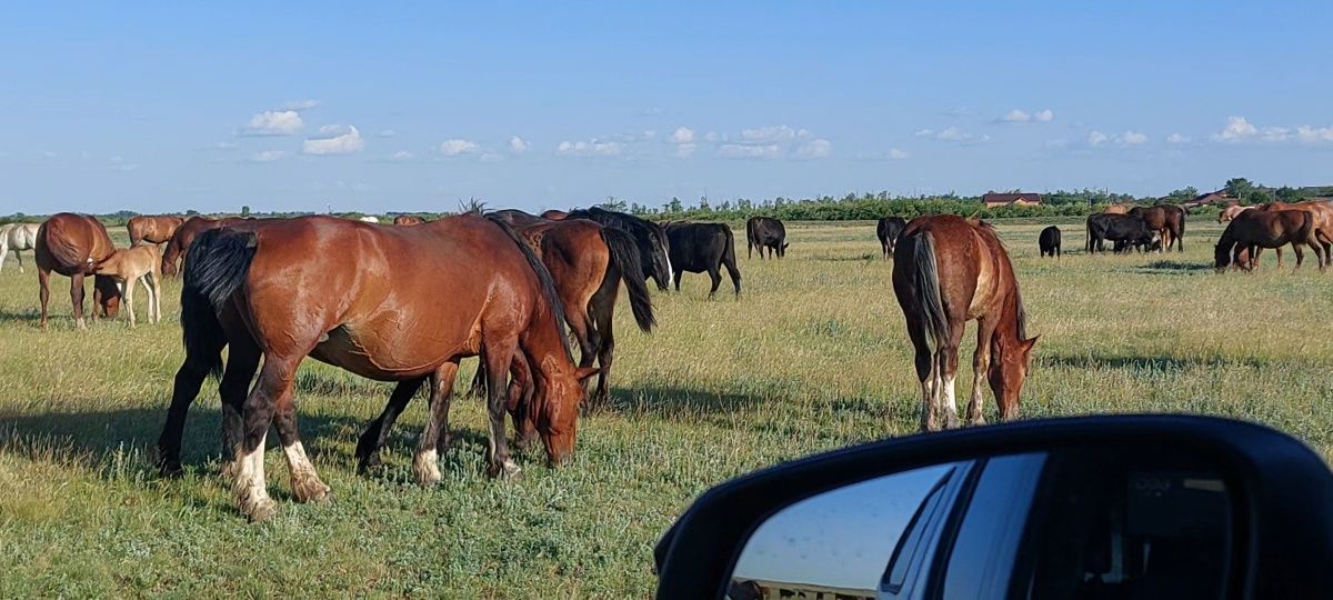 Продам тяжеловозных кобыл