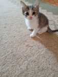 Котята в хорошие руки