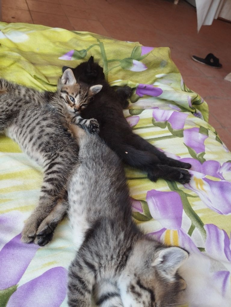 Отдам даром котят