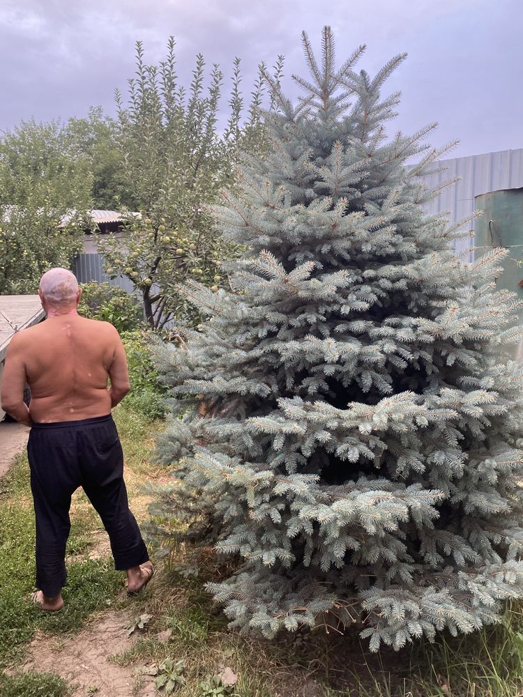 Продам Голубую Елку