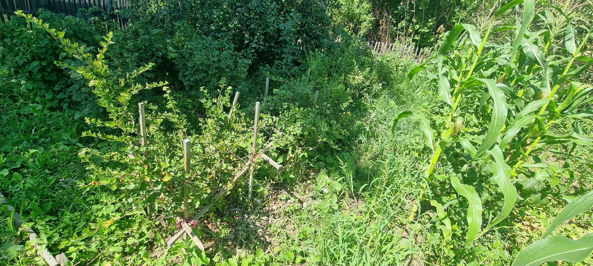 Продам дачу .Сад Здоровье.