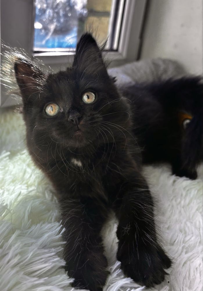 Котенок в добрые руки