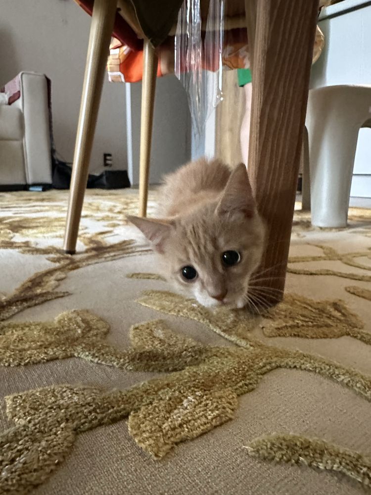 котенок !!;ласковая