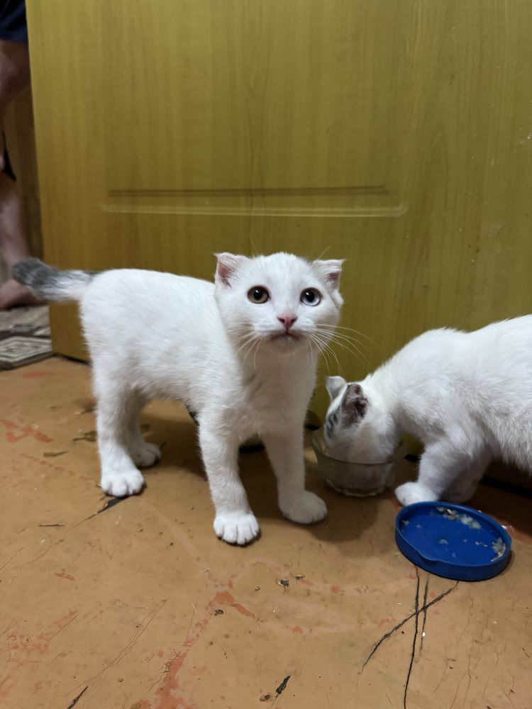 Котята шотландцы в добрые руки !