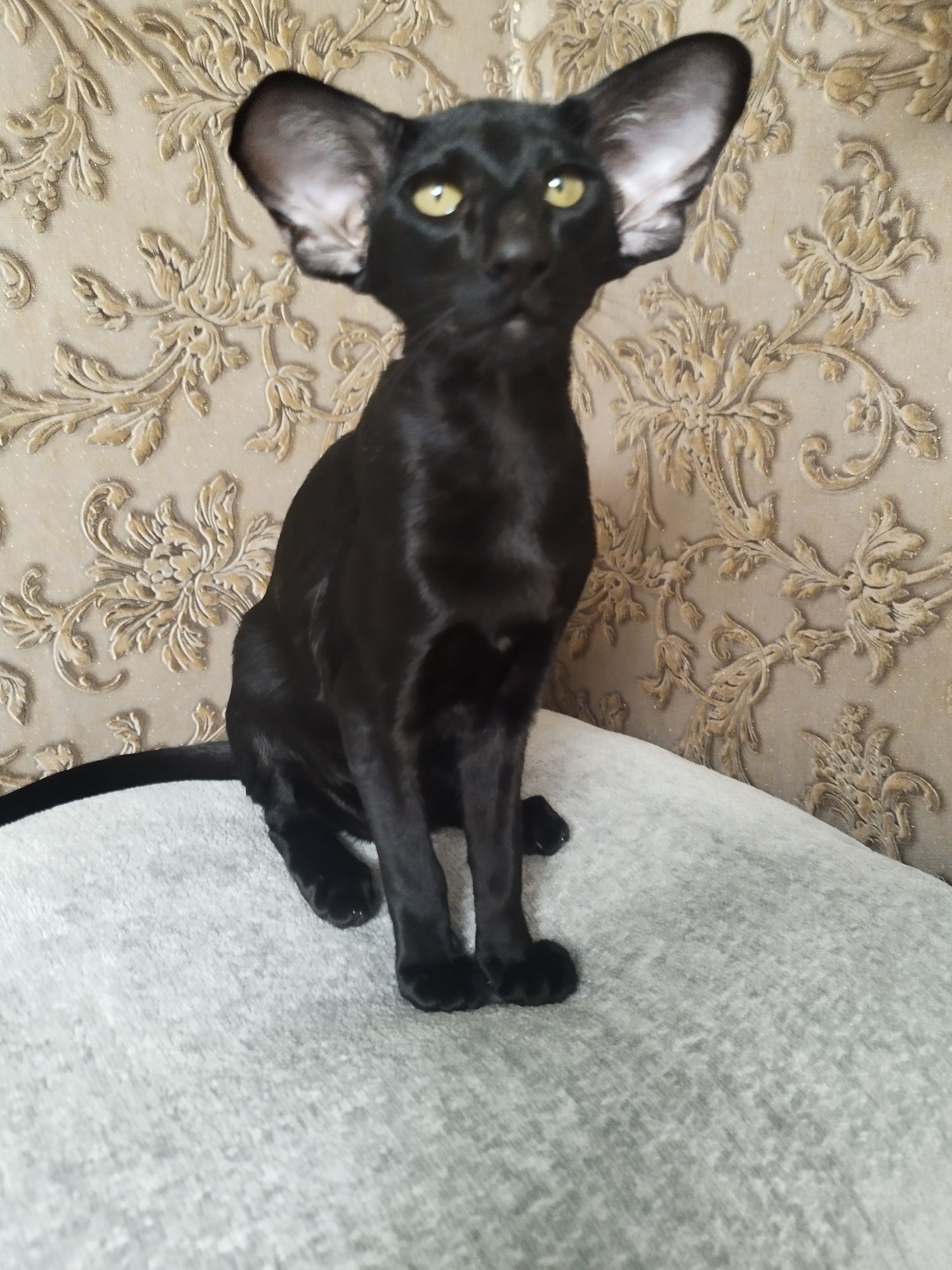 Ориентальные котята экстрим