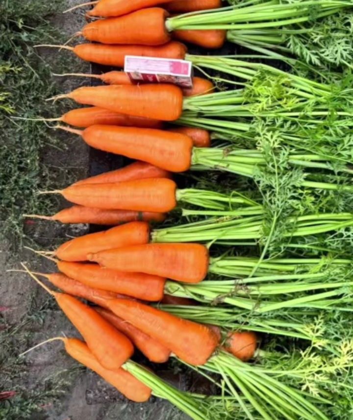Продам овощи оптом