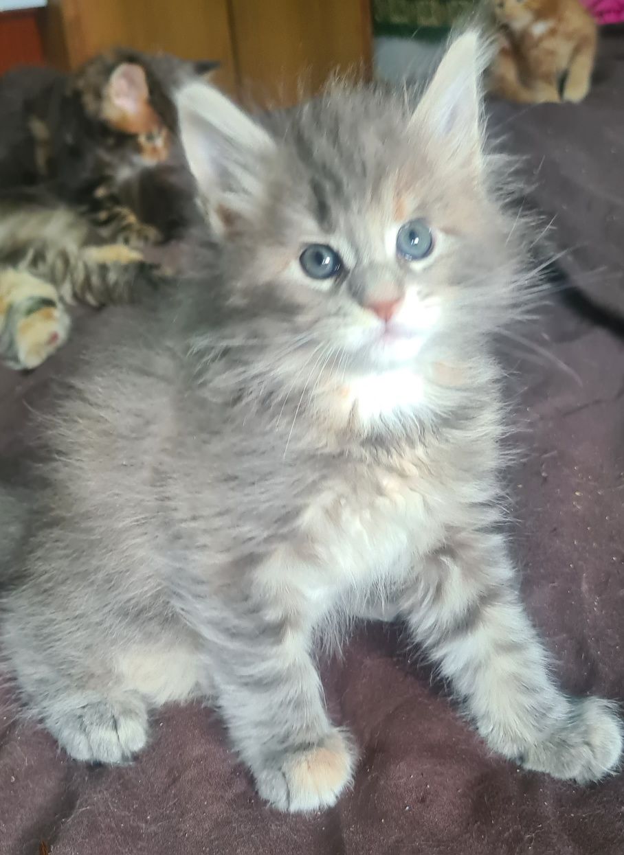 Котята мнйн кун.