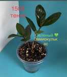 Для офиса и дома! Комнатные растения, цветы: замиокулькас, толстянка,