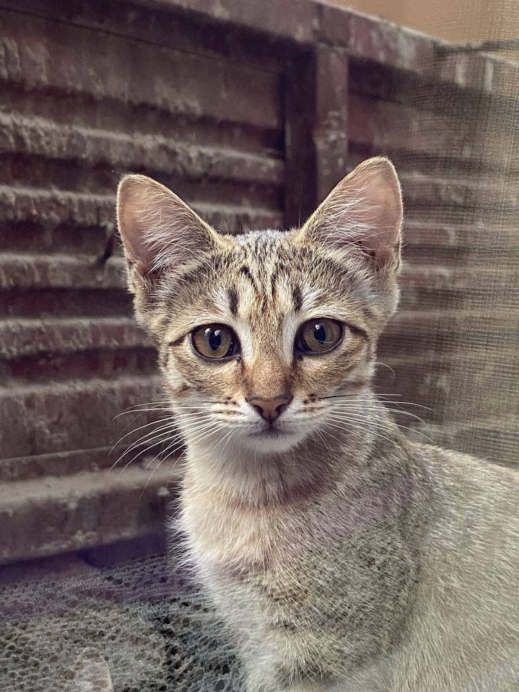 Кошка и три котенка