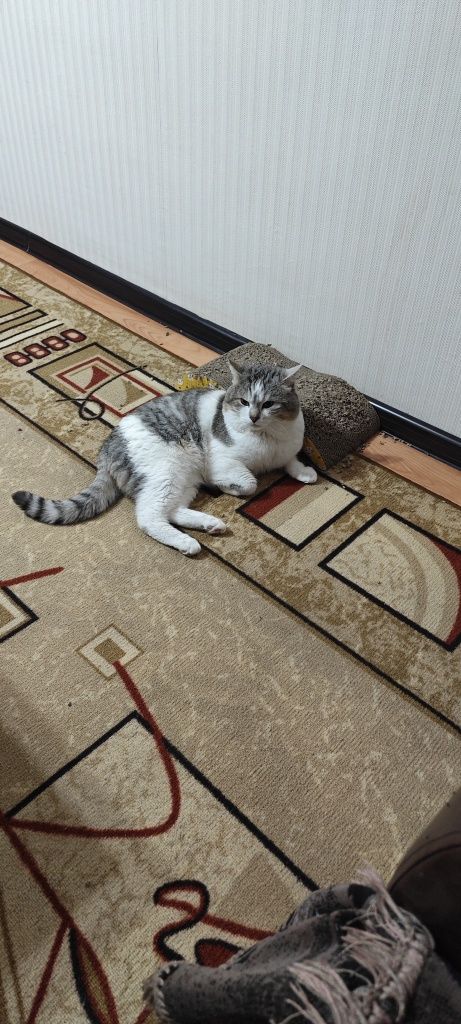 Отдам кота в хорошие руки