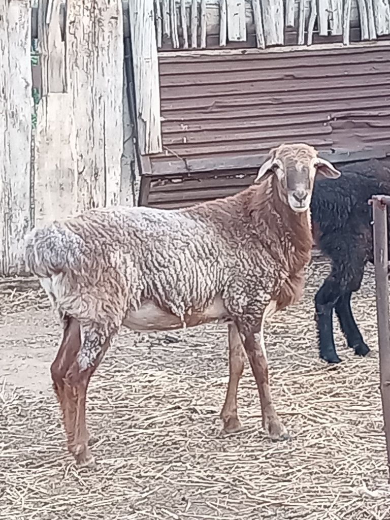 Продам жирных кошкаров
