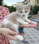 Отдам кошку в добрые руки
