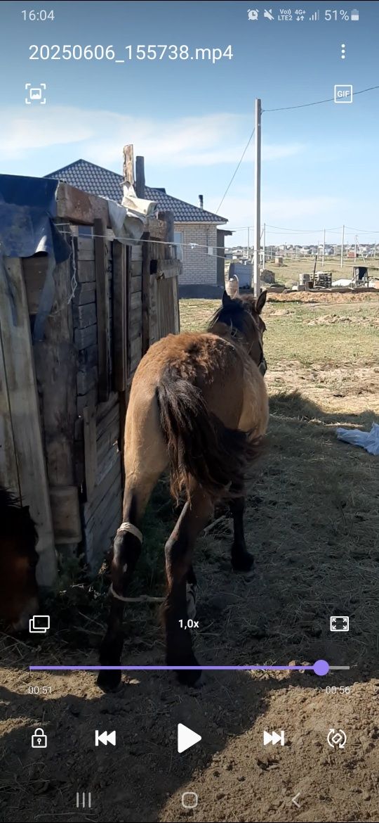 Жабағы сатылады кенже туған