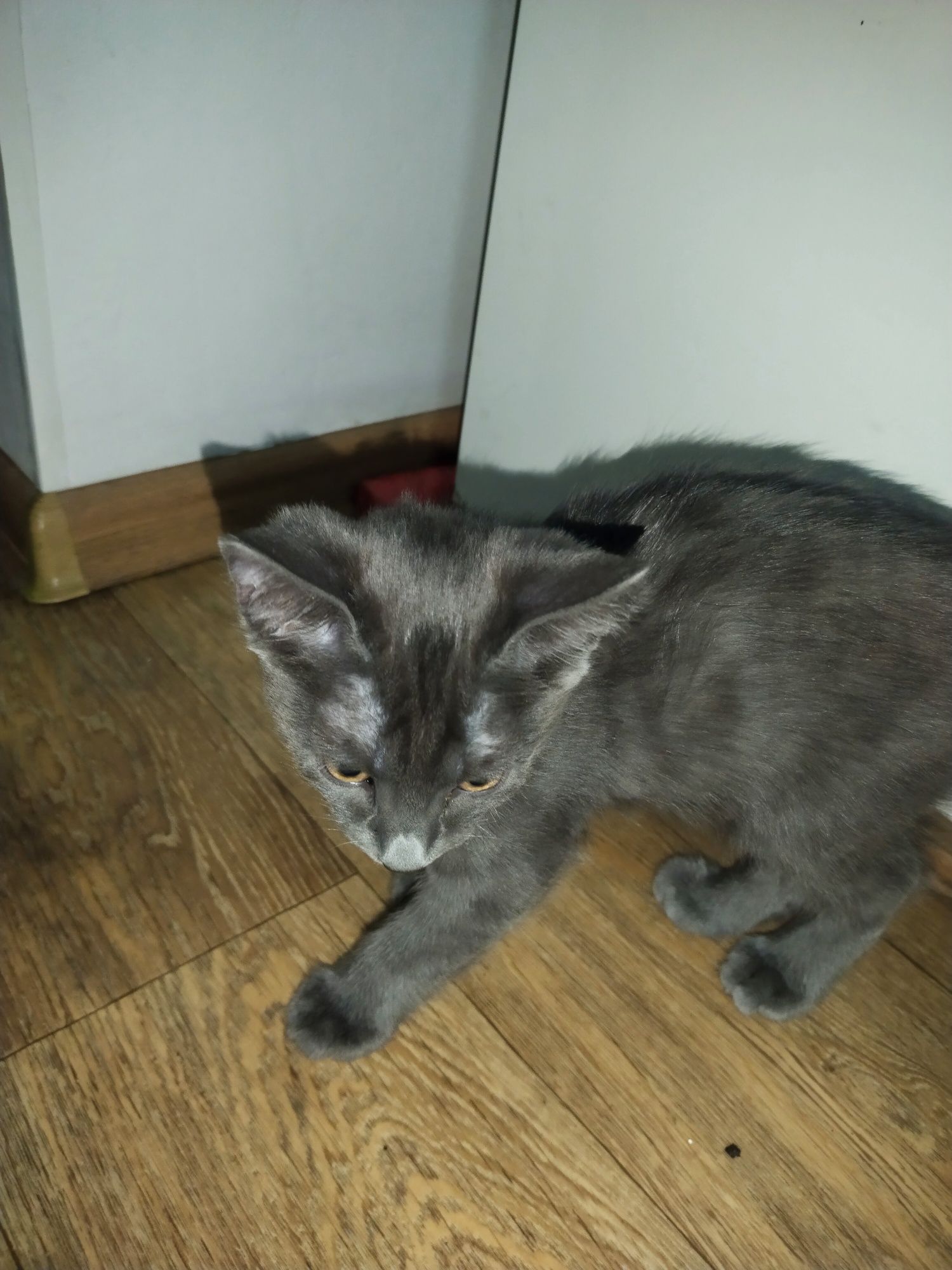 Котенок мальчик бесплатно