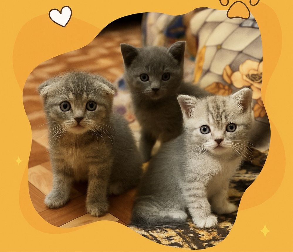 Продам породистых котят