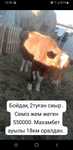 Сиыр сатылады семиз