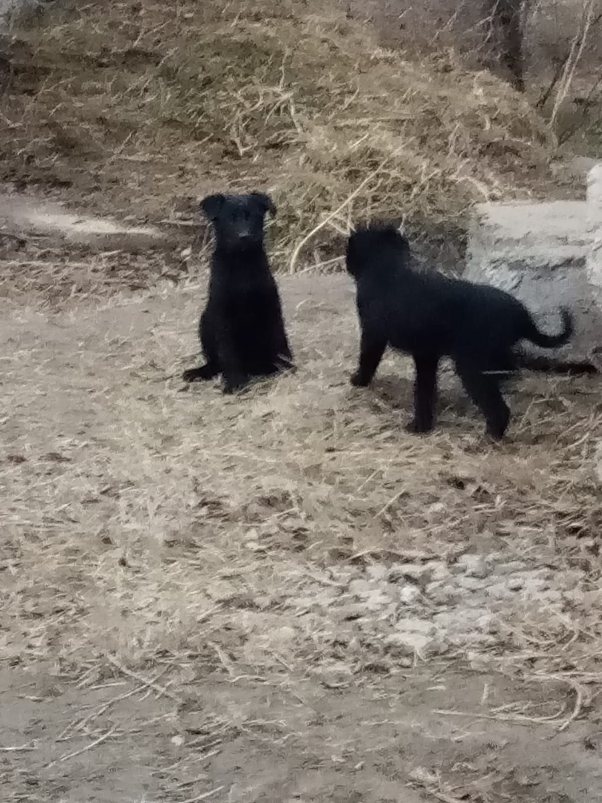 В добрые руки!!!