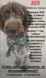 Пропала собака!1